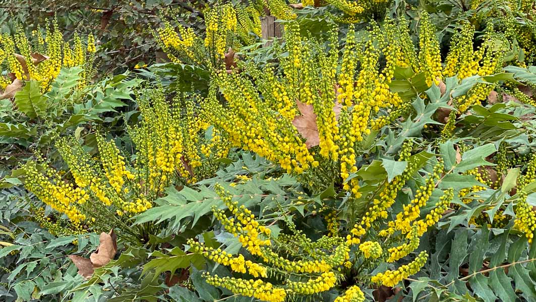 Lire la suite à propos de l’article Le show automnal des mahonias