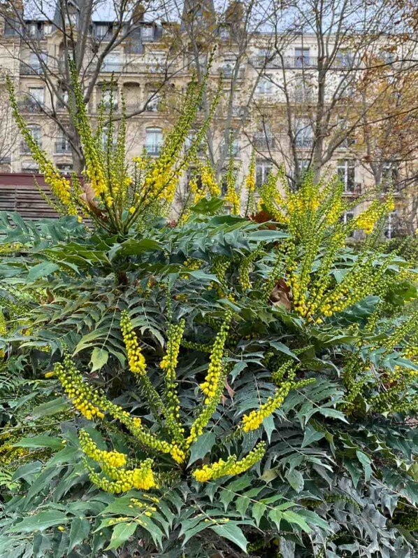 Mahonia x media en automne dans le parc Monceau, Paris 19e (75)