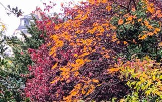 Prunus, arbre, couleurs d'automne, jardin Samuel de Champlain, Paris 20ème (75)