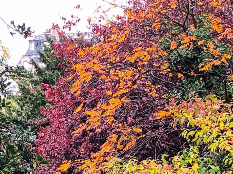 Prunus, arbre, couleurs d'automne, jardin Samuel de Champlain, Paris 20ème (75)