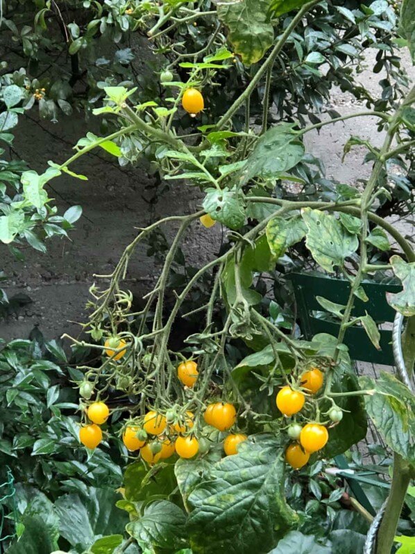 Tomates cerises en automne dans Paris 20e (75), paroisse Saint-Gabriel