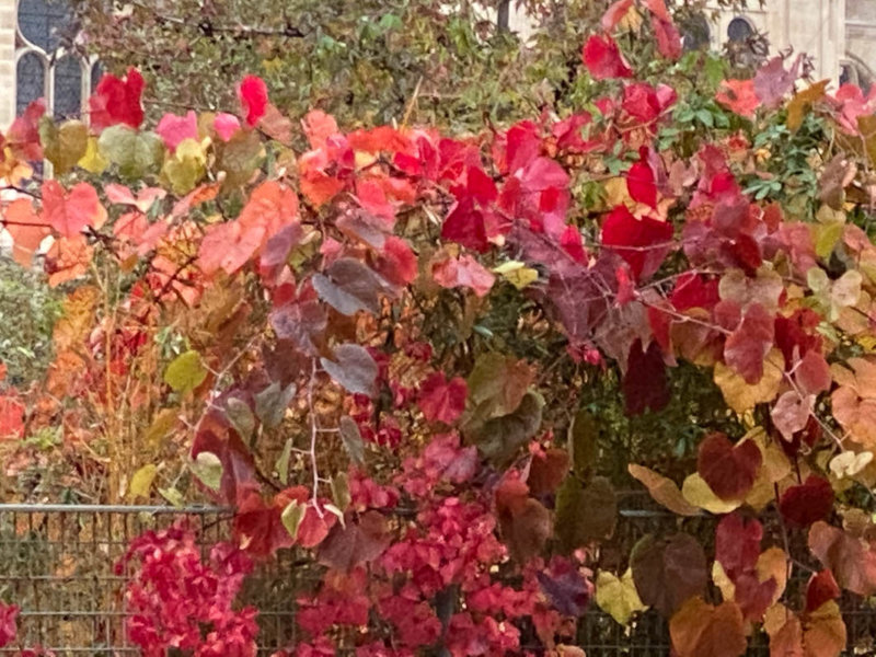 Vigne de Coignet en automne dans le jardin Nelson-Mandela Paris 1er (75)