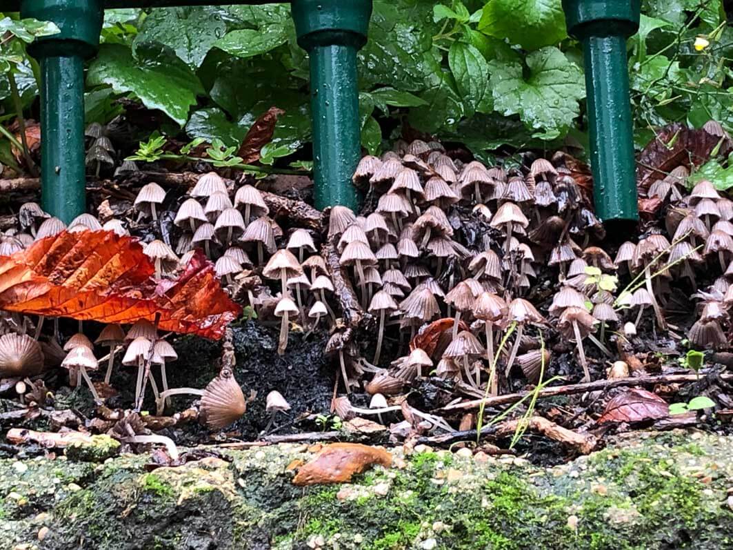 Lire la suite à propos de l’article Champignons de Paris