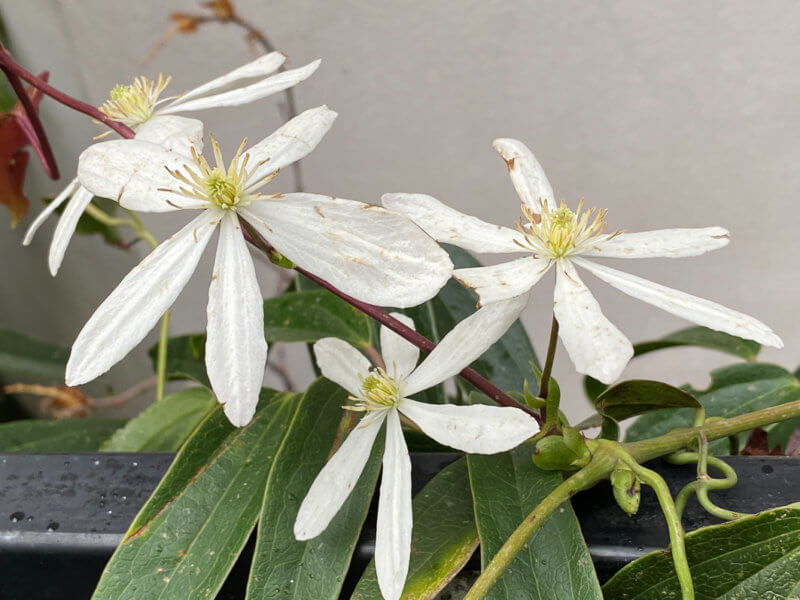 Clematis armandii, rue du Retrait, Paris 20e (75)