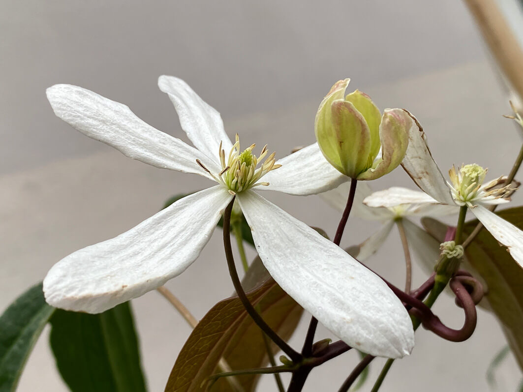 Lire la suite à propos de l’article Fleurs précoces de clématite d’Armand (Clematis armandii)