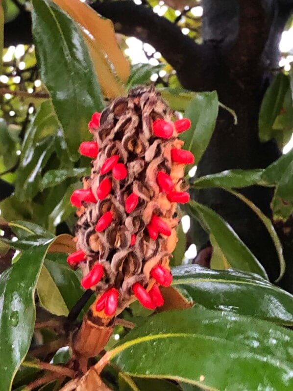 Fruit avec graines rouges d'un Magnolia en automne, Cimetière du Père Lachaise, Paris 20ème (75)