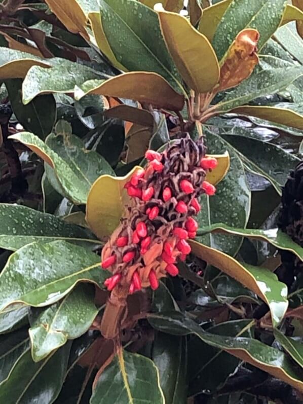 Fruit avec graines rouges d'un Magnolia en automne, Cimetière du Père Lachaise, Paris 20ème (75)