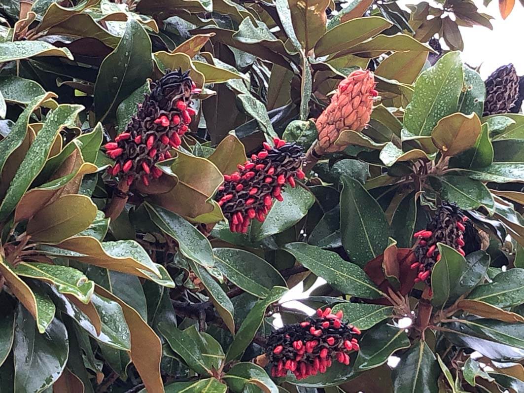 Fruit avec graines rouges d'un Magnolia en automne, Cimetière du Père Lachaise, Paris 20ème (75)