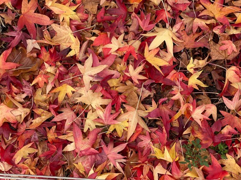 Tapis de feuilles mortes de Liquidambar styraciflua, parc de la Villette, Paris 19e (75)