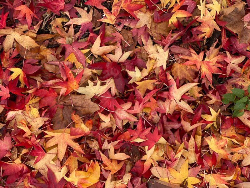 Tapis de feuilles mortes de Liquidambar styraciflua, parc de la Villette, Paris 19e (75)