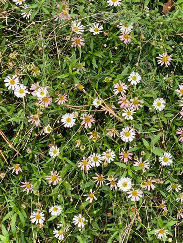 Vergerette (Erigeron karvinskianus) en automne dans le parc Monceau, Paris 19e (75)