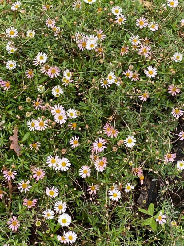 Vergerette (Erigeron karvinskianus) en automne dans le parc Monceau, Paris 19e (75)