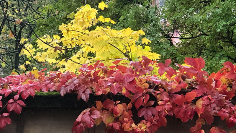 Vigne vierge avec couleurs d'automne dans le cimetière du Père Lachaise, Paris 20ème (75)