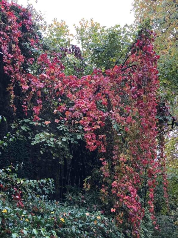 Draperies de vigne vierge, couleurs d'automne, jardin Samuel de Champlain, Paris 20ème (75)