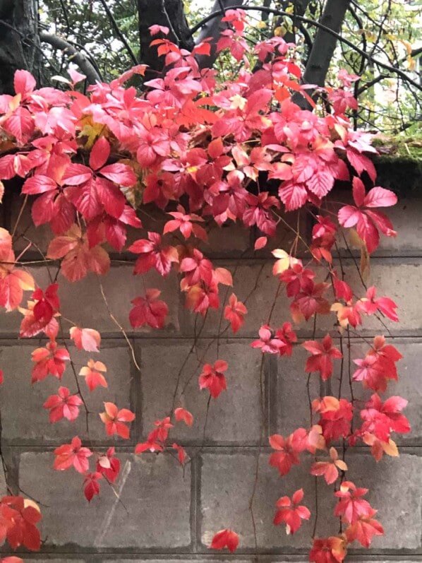 Vigne vierge avec couleurs d'automne dans le cimetière du Père Lachaise, Paris 20ème (75)