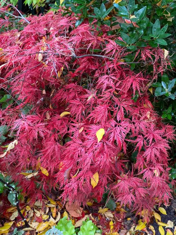 Érable du Japon (Acer palmarium) dans le parc Gustave Eiffel, Levallois (92)
