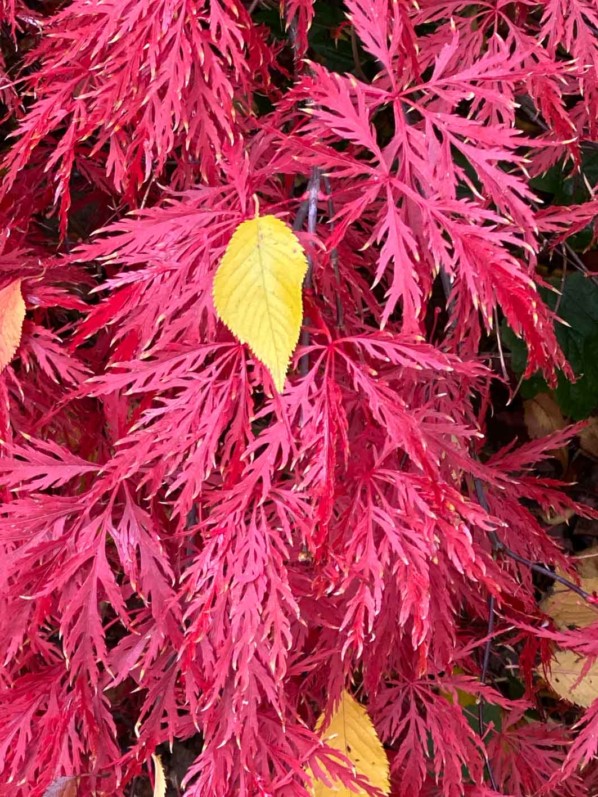 Érable du Japon (Acer palmarium) dans le parc Gustave Eiffel, Levallois (92)