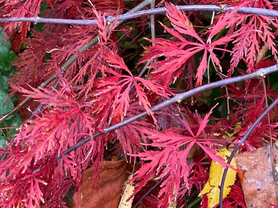 Érable du Japon (Acer palmarium) dans le parc Gustave Eiffel, Levallois (92)