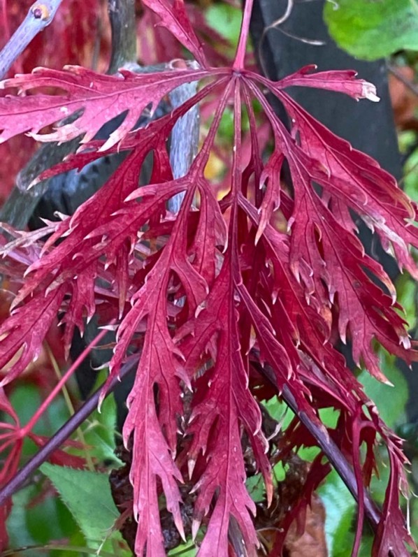 Érable du Japon (Acer palmarium) dans le parc Gustave Eiffel, Levallois (92)