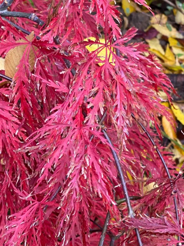 Érable du Japon (Acer palmarium) dans le parc Gustave Eiffel, Levallois (92)