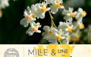 8e édition de Mille & Une Orchidées, Grandes Serres, Jardin des plantes, MNHN, Paris 5e (75), février et mars 2020