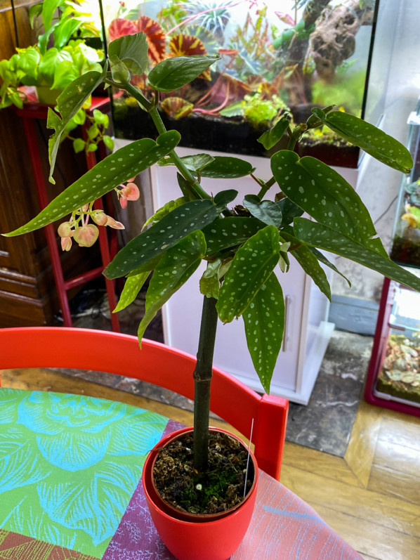 Begonia Tamaya, plante d'intérieur, Paris 19e (75)