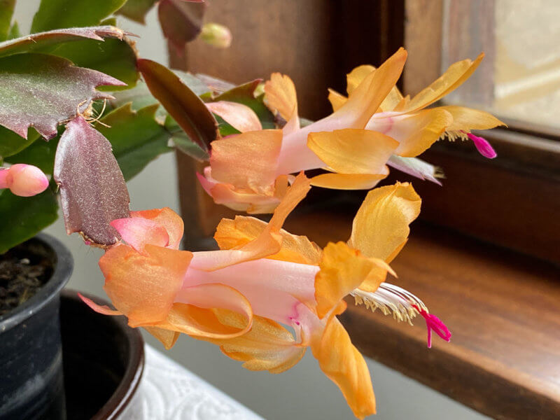 L'or du cactus de Noël (Schlumbergera) - Paris côté jardin