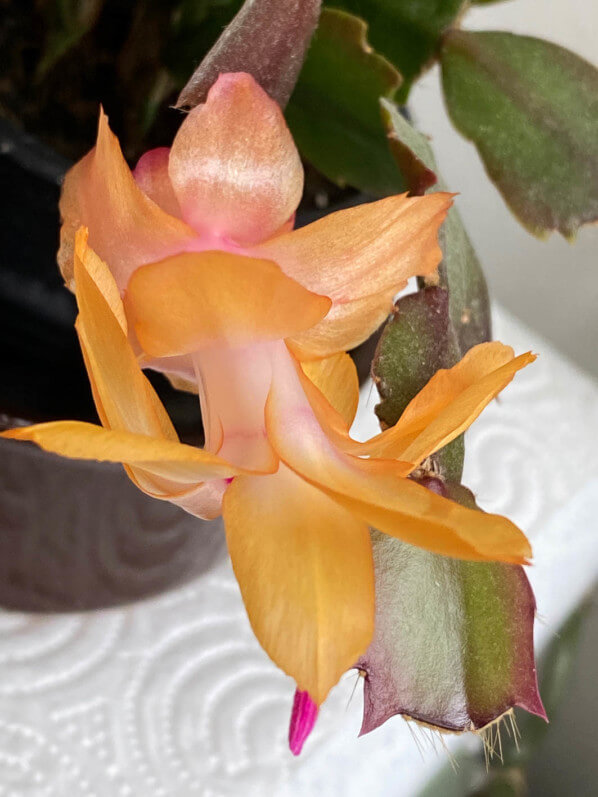 Cactus de Noël, Schlumbergera, Cactacées, floraison, Paris 12e (75)