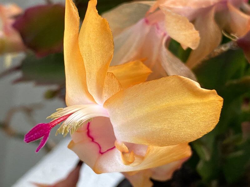 Cactus de Noël, Schlumbergera, Cactacées, floraison, Paris 12e (75)