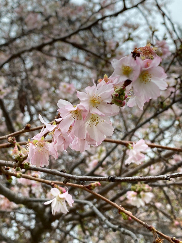 Lire la suite à propos de l’article Cerisier du Japon à floraison automnale et hivernale