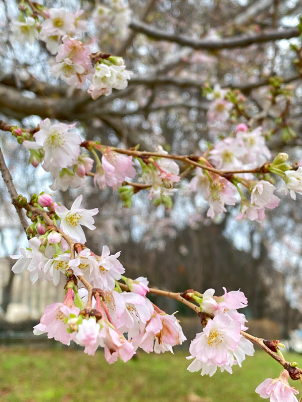 Prunus x subhirtella en début d'hiver dans Paris, Paris 16e (75)