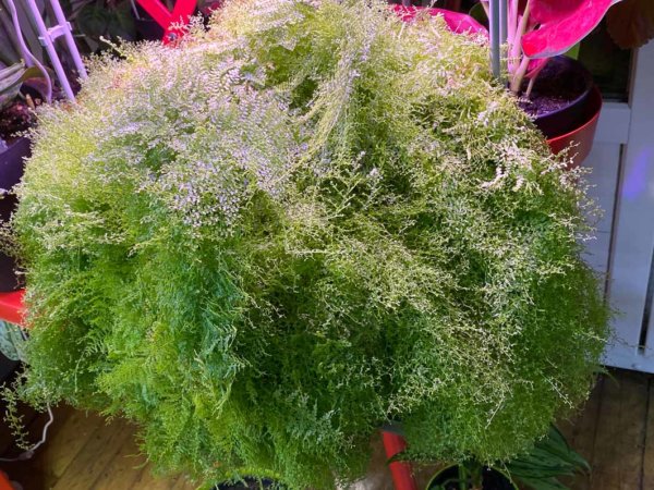 Lire la suite à propos de l’article Nephrolepis exaltata ‘Suzy Wong’ de plus en plus belle