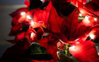 Poinsettia et guirlande lumineuse, Photo AdobeStock / Daniel