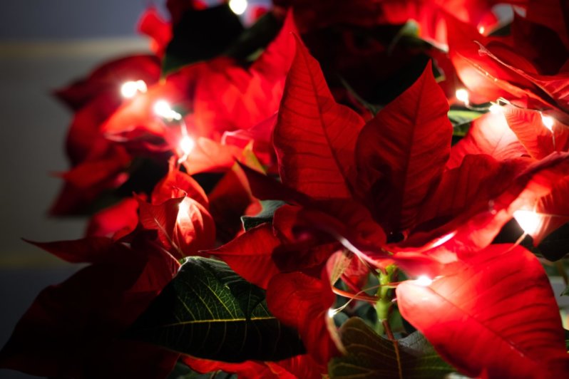 Poinsettia et guirlande lumineuse, Photo AdobeStock / Daniel