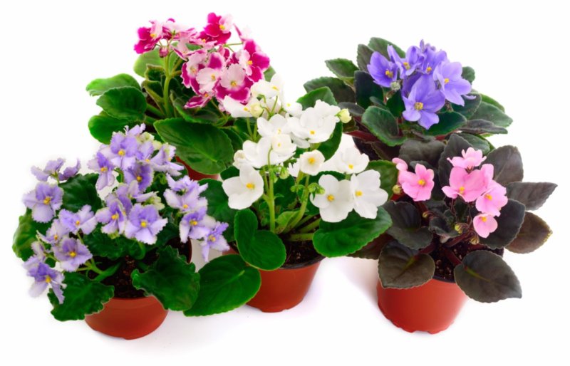 Lire la suite à propos de l’article Pour les botanistes, les saintpaulias sont des Streptocarpus