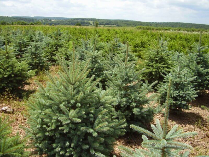 Culture de sapins, AFSNN, VAL'HOR