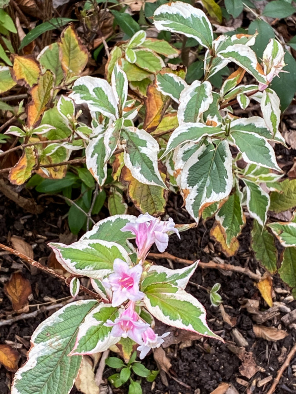 Weigélia fleuri en début d'hiver dans le square James Joyce, Paris 13e (75)