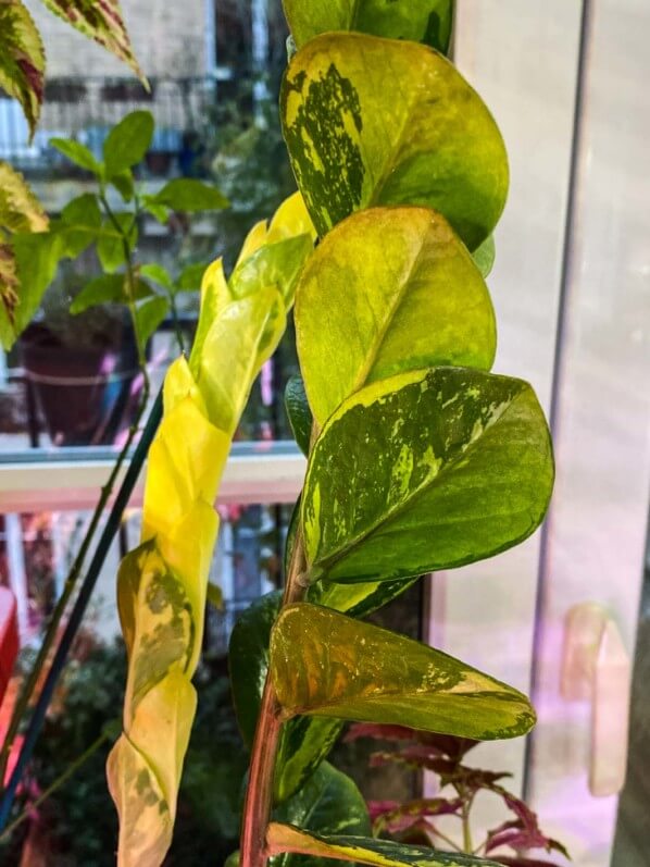 Lire la suite à propos de l’article Zamioculcas à feuillage très panaché