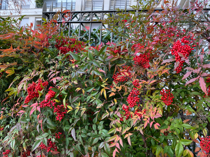 Bambou sacré, Nandina domestica avec des grappes de fruits rouges en fin d'automne dans le parc de Passy, Paris 16e (75)