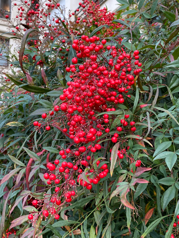 Bambou sacré, Nandina domestica avec des grappes de fruits rouges en fin d'automne dans le parc de Passy, Paris 16e (75)