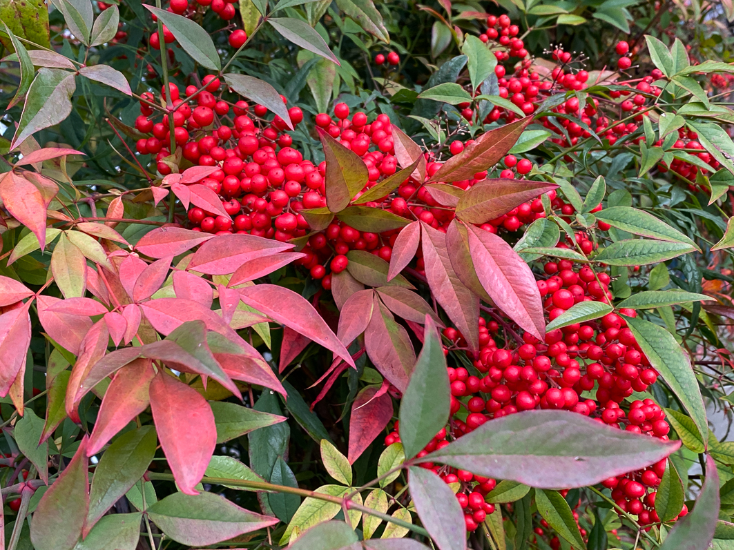 Bambou sacré, Nandina domestica avec des grappes de fruits rouges en fin d'automne dans le parc de Passy, Paris 16e (75)