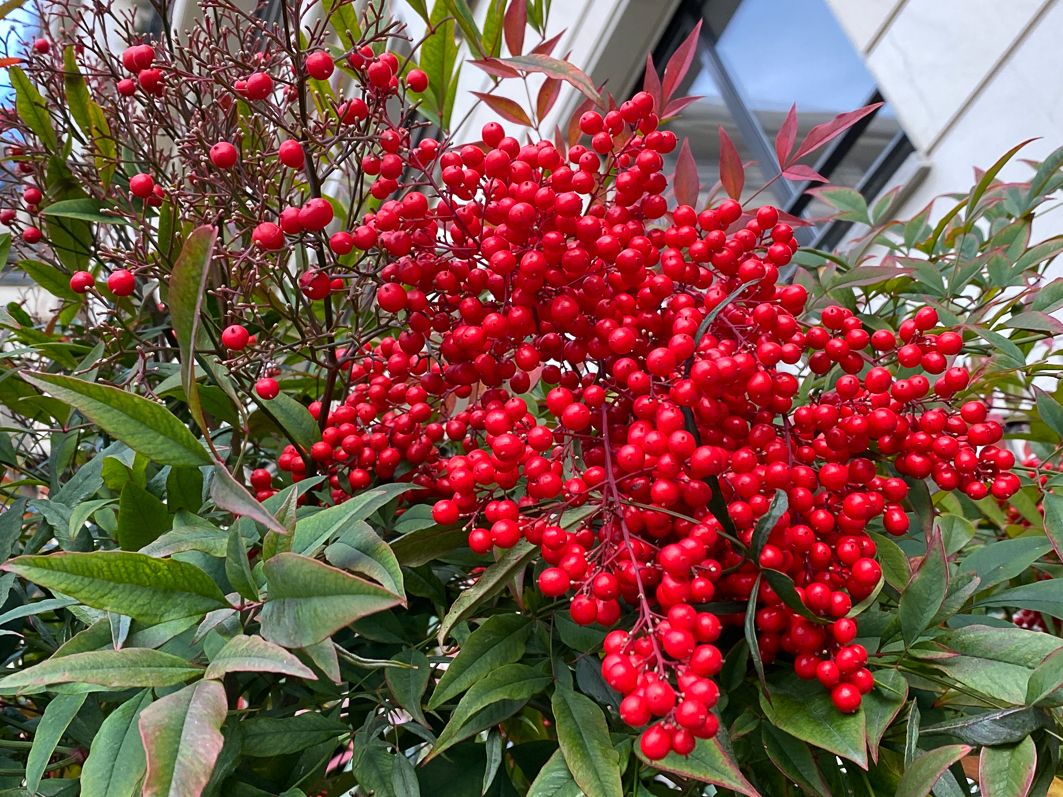 Bambou sacré, Nandina domestica avec des grappes de fruits rouges en fin d'automne dans le parc de Passy, Paris 16e (75)