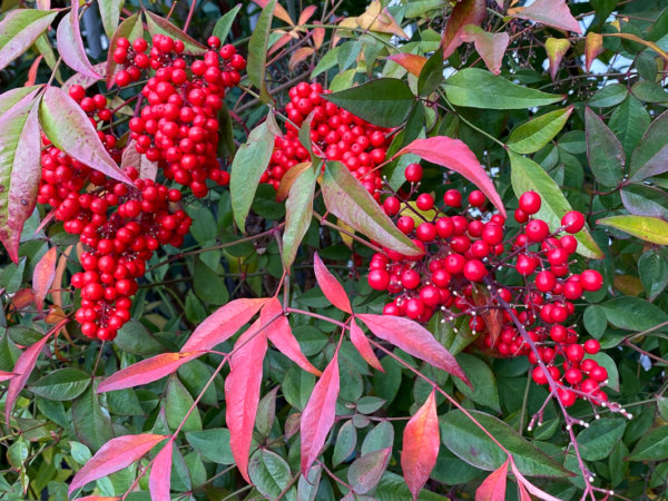Lire la suite à propos de l’article Couleurs de fête pour le bambou sacré (Nandina domestica)