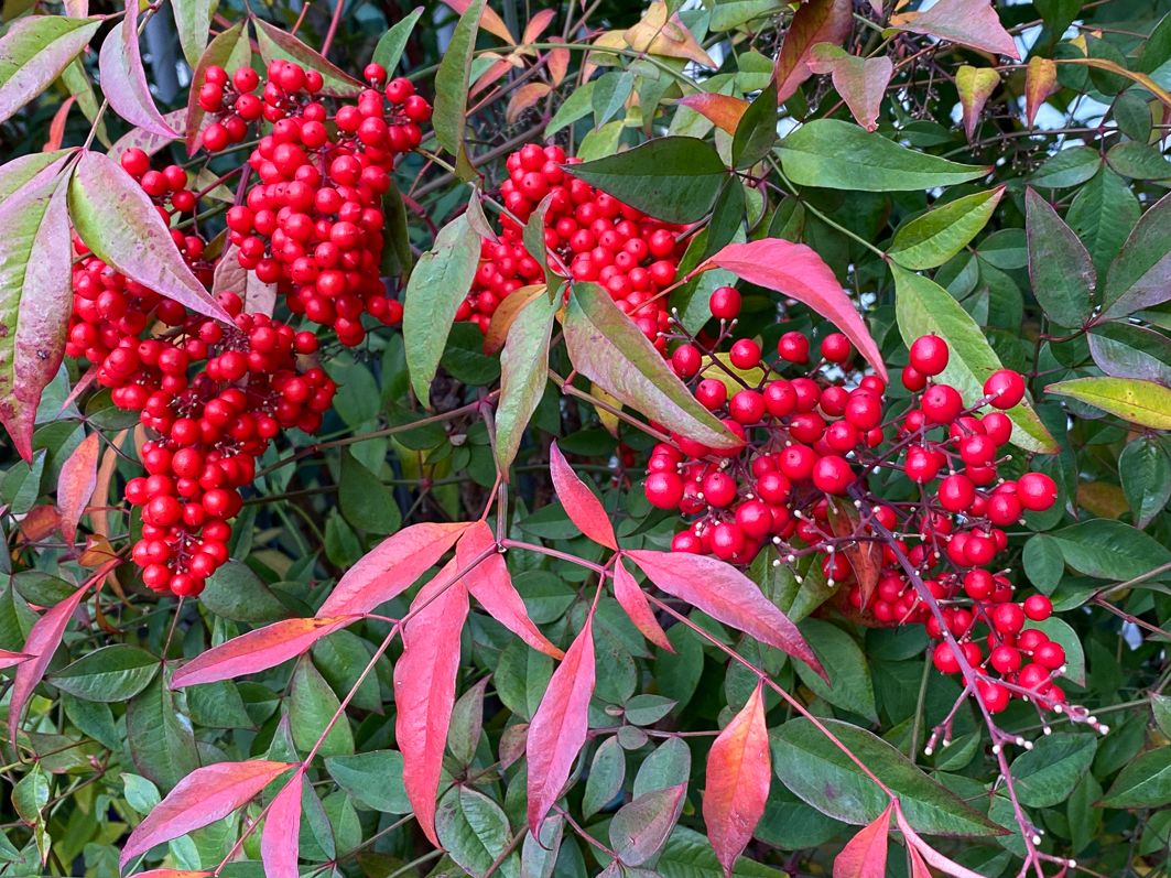 Bambou sacré, Nandina domestica avec des grappes de fruits rouges en fin d'automne dans le parc de Passy, Paris 16e (75)