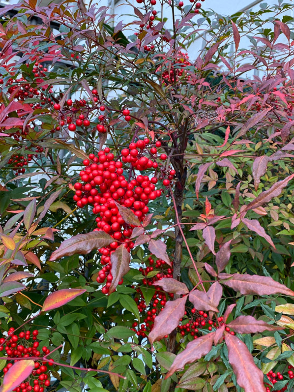 Bambou sacré, Nandina domestica avec des grappes de fruits rouges en fin d'automne dans le parc de Passy, Paris 16e (75)