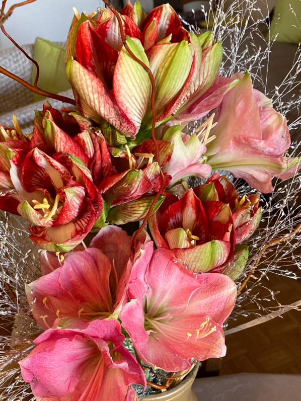 Bouquet d'amaryllis et graminées argentées, fleurs coupées, Paris 12e (75)