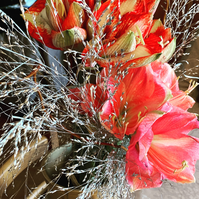 Bouquet d'amaryllis et graminées argentées, fleurs coupées, Paris 12e (75)