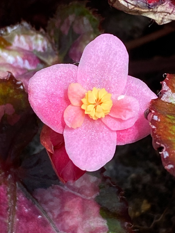 Begonia Rex, Bégoniacées, plante d'intérieur, Paris 19e (75)