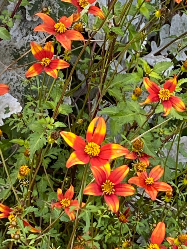 Bidens en fin d'automne dans le parc de Passy, Paris 16e (75)