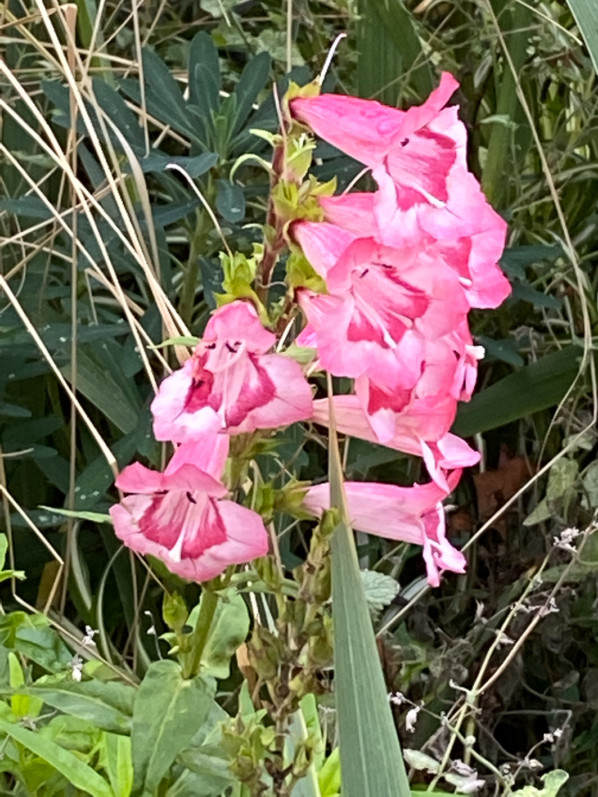 Penstemon en fin d'automne dans le parc de Passy, Paris 16e (75)